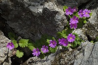 20140419舟伏山（岐阜県）