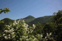 20140601伊吹北尾根（笹又~）