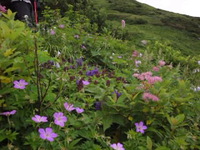 20140803・0804白山お花巡り