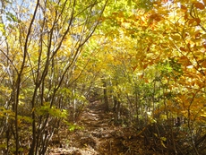 岐阜　蕪山