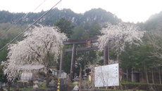 木曽　王滝村の桜開花状況