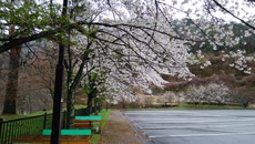 道の駅三岳の桜開花状況