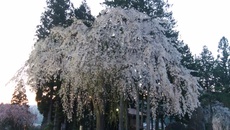 高山　道の駅朝日周辺の桜開花状況