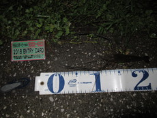 湾奥小規模運河のナイトハゼその5 2018/06/24 01:35:00