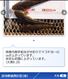 マゴチに至る苦労の歴史 2018/08/04 08:00:00