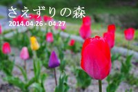 さえずりの森★癒しのキャンプ 2014/05/03 22:05:42