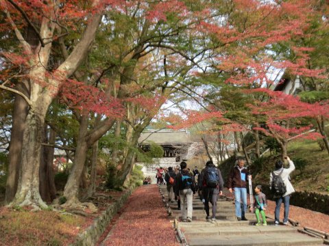 今年の紅葉