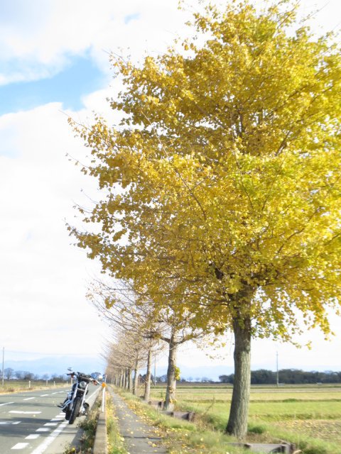 今年の紅葉