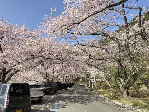 海津の桜（日帰ツー）