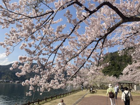 海津の桜（日帰ツー）