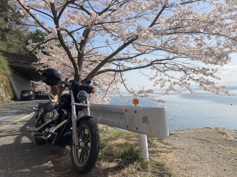 海津の桜（日帰ツー）