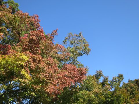 東山散歩