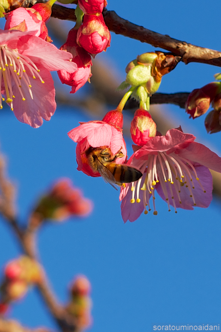 寒緋桜