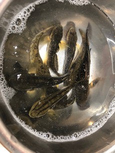 一昨日の食レポ