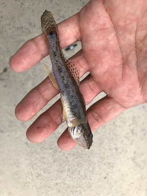 ハゼ釣り