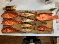 三重方面へ泳がせ釣り、初船