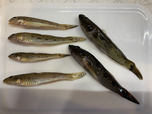 今日もハゼ釣り