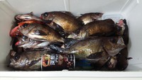 火曜日のメバル釣り