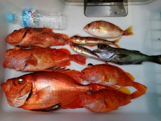 三重県方面へ泳がせ釣り