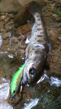 山女魚だけ？ 2014/05/23 22:43:20