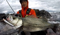 越前産♪ 2017/10/27 19:29:44