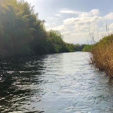 里川の鱒