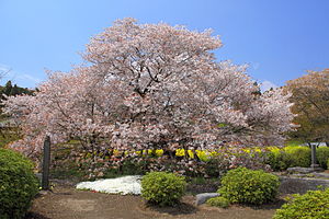 とある有名な桜