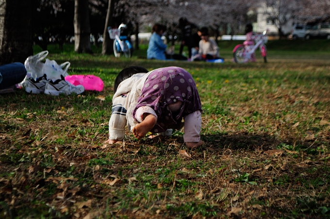 昼の桜も良いんですが・・・