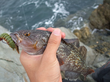 激渋！半島磯ロック