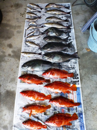 志摩沖でイサキ＆根魚狙い