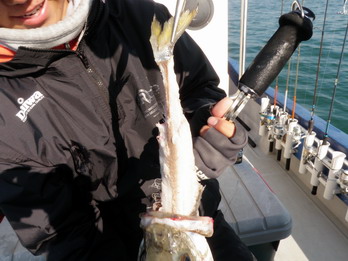 東京湾：怪獣シーバス釣り！９０ｕｐ×８０ｕｐ複数ＨＵＮＴ！！