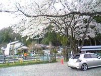 桜鯉釣り！！ 2010/04/11 17:32:24