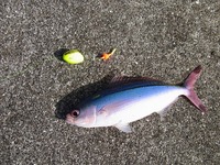 フカセで獲ったデカイ奴。 2010/06/23 09:06:28
