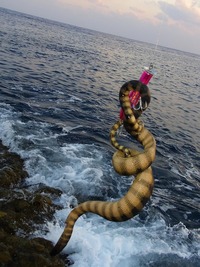 何かのお告げか？ 2010/10/05 21:31:02