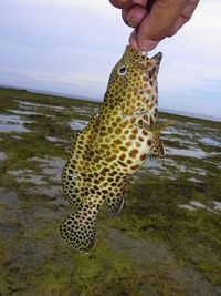 島の魚も美味いんやで～☆ 2011/06/14 21:40:31