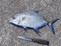 お魚って、気まぐれやんね。 2010/03/03 22:30:18