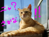 にゃにゃ？ 2010/09/07 22:53:31