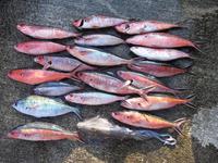 魚影は濃いものの・・・ 2009/08/26 10:43:48