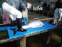 マグロ解体 2012/06/06 06:47:03