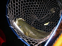 Ｋ－Ｆ　ＴＯＹＡＭＡ　ｂａｙ　ｓｔｙｌｅ 2011/09/30 17:34:53