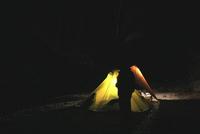 道志の森に抱かれてきました　Ｌａｓｔ　Ｃａｍｐ　