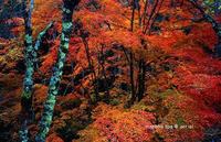 Ａｕｔｕｍ　Ｌｅａｖｅｓ　奈川温泉