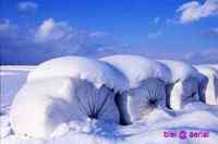 VIRGIN　SNOW　　の　思い出