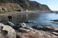 毘沙門湾の　青海苔