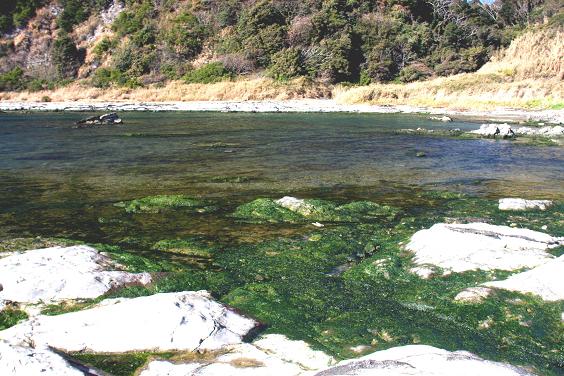 毘沙門湾の　青海苔