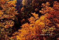 信州　山田温泉　秋