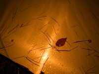 道志　秋雨のキャンプ 2011/11/21 06:10:30