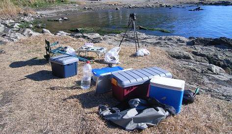 毘沙門湾の　青海苔
