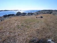 毘沙門湾の　青海苔
