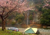 お先に　お花見キャンプ　青野原